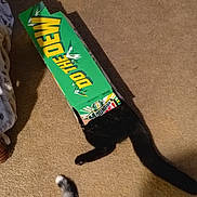 Maisie is registered to the contest to win money with this photo: cat, black_cat, tail, box, cardboard_box, mountain_dew, carpet, indoor, pet, playful, hiding, animal, feline, paw, two_cats, shadow, floor, funny, curious, domestic_animal