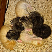 Deano is registered to the contest to win money with this photo: animal, baby, cable, carpet, cluster, cute, domestic, floor, fur, group, indoor, kitten, mammal, newborn, pet, resting, sleeping, small, snuggle, wooden_baseboard