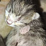 adorable, animal, baby, closeup, cozy, cute, delicate, feline, fur, kitten, mammal, newborn, paw, pet, pink, resting, sleeping, small, soft, young