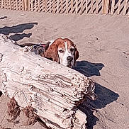 Ginto participe au concours pour gagner de l'argent avec cette photo : animal, beach, beagle, brown_and_white, coast, curious, dog, driftwood, ears, face, fence, head, log, outdoor, pet, portrait, sand, shadow, sunlight, wood