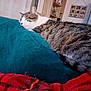 cat, tabby, sleeping, cushion, teal, red_blanket, indoor, home, furniture, cozy, pet, resting, feline, domestic_cat, blurred_background, comfort, relaxation, soft_textile, closeup, household