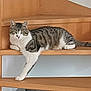 Zoro a rejoint le concours — aidez-le/la à gagner de superbes lots ! cat, tabby_cat, stairs, wooden_stairs, indoor, pet, relaxed, animal, feline, paw, lying_down, domestic_cat, striped, resting, house, quiet, calm, one_paw_out, home, cozy