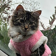 Amora joined the competition — help win amazing prizes! animal, car_dashboard, cat, collar, cute, domestic, ears, fluffy, fur, garden, indoor, pet, pink_sweater, portrait, sitting, tabby, tail, whiskers, white_fur, window