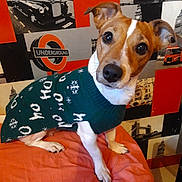 Shanel a rejoint le concours — aidez-le/la à gagner de superbes lots ! dog, jack_russell, pet, sweater, christmas_sweater, cute, indoor, bed, blanket, paws, ears, big_eyes, nose, portrait, wallpaper, london_theme, underground_sign, vintage_car, bus, furniture