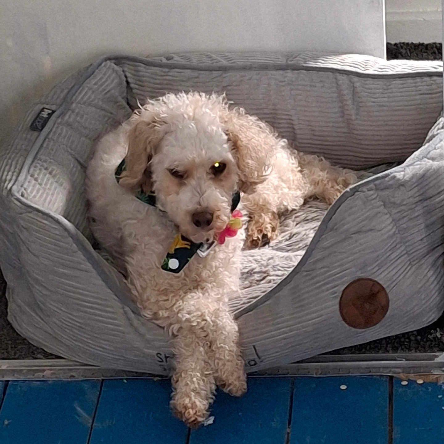 Willow joined the competition — help win amazing prizes! animal, bed, canine, couch, dog, dogbed, furniture, pet, poodle, puppy, terrier, whitedog