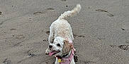 Willow joined the competition — help win amazing prizes! animal, beach, canine, curly_fur, daytime, dog, footprints, fun, happy, harness, nature, outdoor, pet, playful, sand, sand_texture, tail_wagging, tongue_out, walking, white_dog