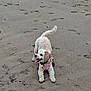 animal, beach, canine, curly_fur, daytime, dog, footprints, fun, happy, harness, nature, outdoor, pet, playful, sand, sand_texture, tail_wagging, tongue_out, walking, white_dog