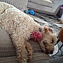 Willow is registered to the contest to win money with this photo: animal, couch, cozy, curled_up, curtains, dog, flower_collar, furniture, home_decor, indoor, living_room, pet, pillow, plush, relaxed, resting, rug, sleeping, soft_fabric, toy