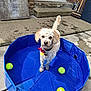 Willow is registered to the contest to win money with this photo: animal, backyard, blue, broom, collar, concrete, curly_fur, dog, door, outdoor, pavement, pet, playful, pool, stairs, summer, sunlight, tennis_ball, toy, water