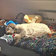 Willow is registered to the contest to win money with this photo: basket, bed, blanket, carpet, colorful, cozy, curtain, dog, furniture, indoor, peaceful, pet, plush, relaxation, resting, sleeping, stuffed_animal, sunlight, toy, wood
