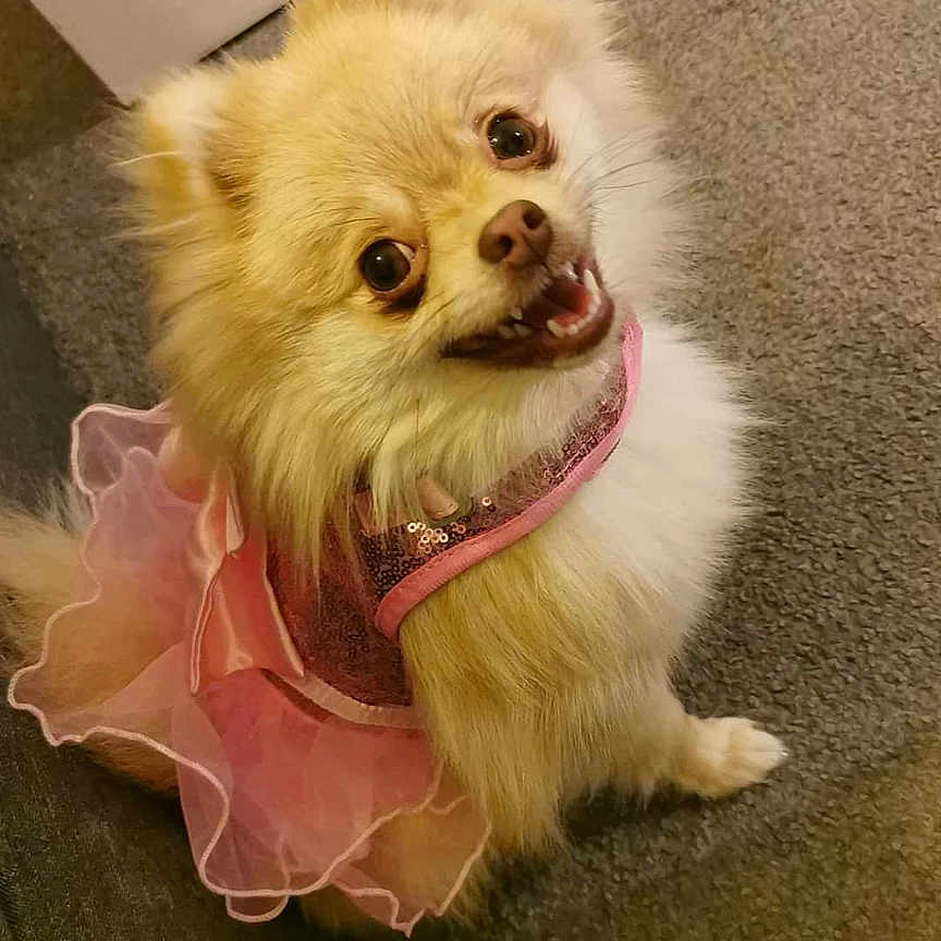 Bonnie joined the competition — help win amazing prizes! animal, canine, chihuahua, clothing, cockerspaniel, costume, dog, eskimodog, papillon, person, pet, puppy, whitedog