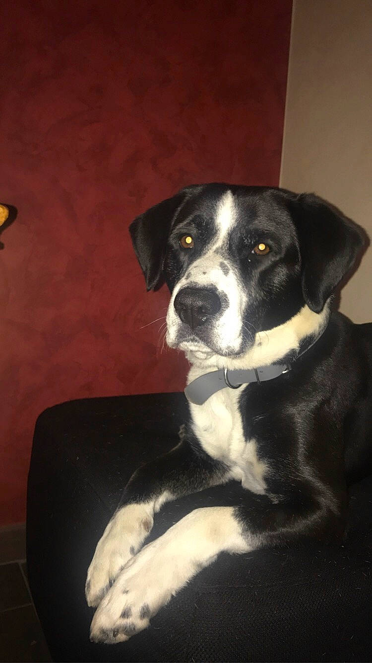 Scamp a rejoint le concours — aidez-le/la à gagner de superbes lots ! appenzeller_sennenhund, beagador, borador, border_collie, canidae, carnivore, dog, dog_breed, greater_swiss_mountain_dog, labrador_retriever, mammal, pointer, puppy, snout, sporting_group, vertebrate, whiskers, working_dog