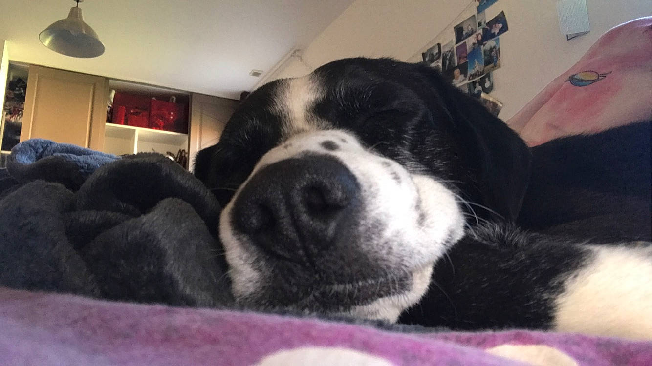 Scamp a rejoint le concours — aidez-le/la à gagner de superbes lots ! bernese_mountain_dog, canidae, carnivore, companion_dog, dog, dog_breed, mammal, nap, nose, puppy, puppy_love, sleep, snout, sporting_group, vertebrate