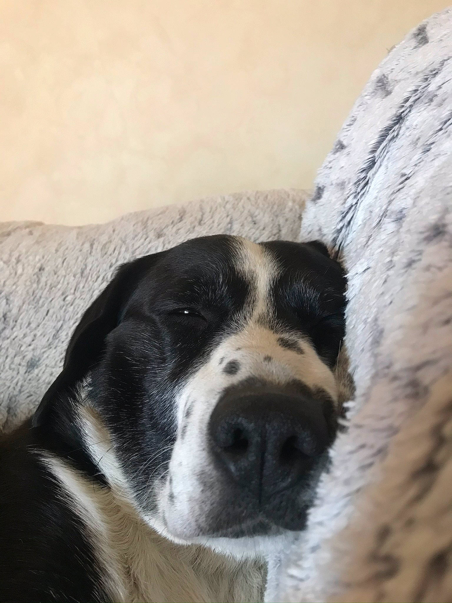 Scamp a rejoint le concours — aidez-le/la à gagner de superbes lots ! canidae, carnivore, dog, dog_breed, mammal, nose, pyrenean_mastiff, rafeiro_do_alentejo, rare_breed_dog, snout, sporting_group, st_bernard, vertebrate