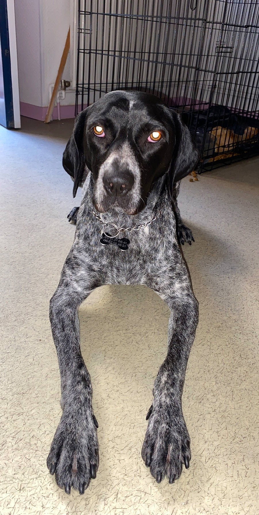 Perle a rejoint le concours — aidez-le/la à gagner de superbes lots ! bluetick_coonhound, braque_dauvergne, braque_du_bourbonnais, braque_francais, canidae, carnivore, dog, dog_breed, eurohound, german_longhaired_pointer, german_shorthaired_pointer, hunting_dog, large_munsterlander, mammal, old_danish_pointer, pachon_navarro, pointer, pointing_breed, sporting_group, vertebrate