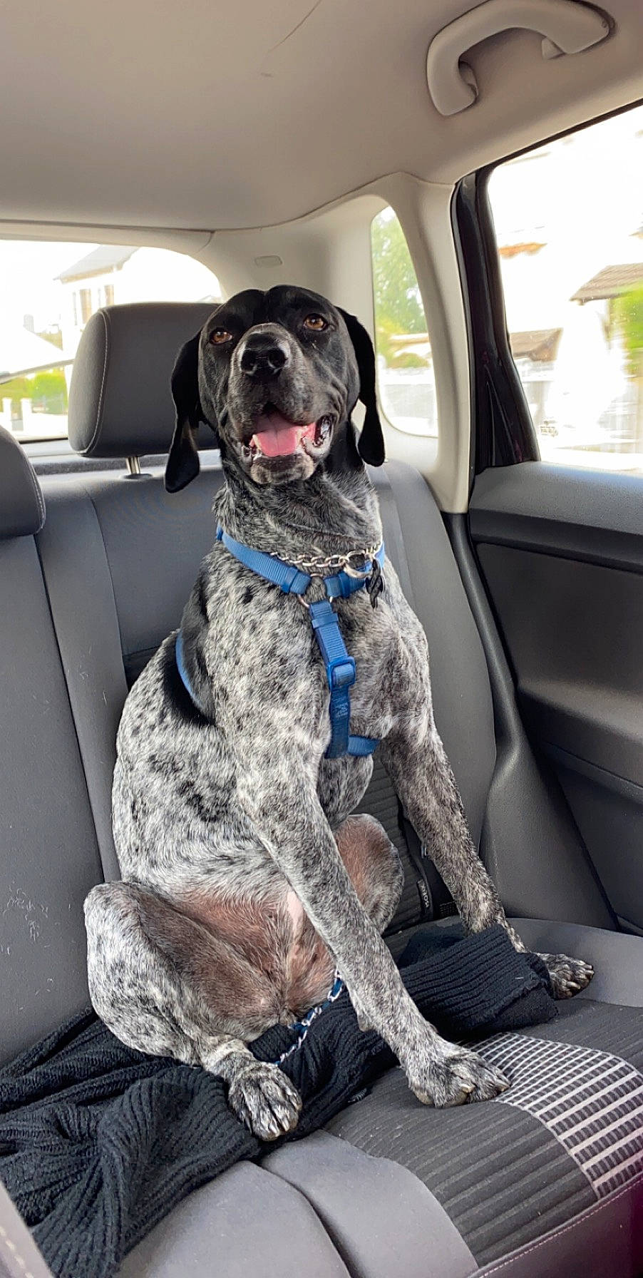 Perle a rejoint le concours — aidez-le/la à gagner de superbes lots ! braque_dauvergne, canidae, car_seat, carnivore, dog, dog_breed, german_shorthaired_pointer, hunting_dog, pointer, pointing_breed, snout, sporting_group
