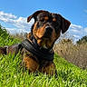 Django participe au concours pour gagner de l'argent avec cette photo : animal, blue_sky, canine, clouds, curious, daytime, dog, field, grass, greenery, harness, mammal, nature, outdoor, pet, portrait, resting, rottweiler, summer, sunlight