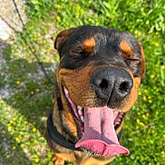 Django participe au concours pour gagner de l'argent avec cette photo : animal, black_and_brown, canine, closeup, dog, ears, grass, greenery, happy, leash, nature, nose, outdoor, pet, playful, smiling, summer, sunlight, tongue, tongue_out