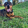 animal, blue_sky, canine, collar, daytime, dog, field, grass, happy, leaves, mammal, nature, outdoor, pet, playful, resting, rottweiler, sunny, tongue_out, trees