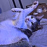 Anna is registered to the contest to win money with this photo: cat, pet, animal, white_fur, gray_fur, paw, blanket, indoor, relaxed, lying_down, cozy, household, cute, feline, whiskers, ears, bed, domestic, soft_texture, resting
