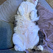 Anna joined the competition — help win amazing prizes! cat, fluffy, lying_down, belly_up, paws_curled, couch, blanket, cozy, relaxed, indoor, pet, fur, sleeping, cute, whiskers, pink_nose, tail, soft, home, animal