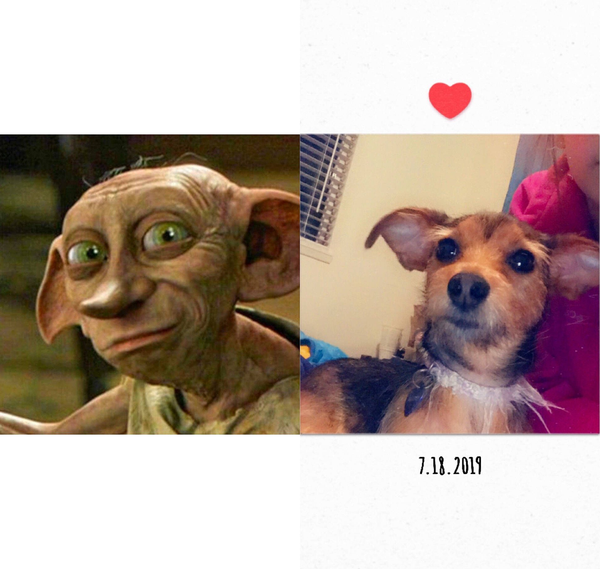 Mel is registered to the contest to win money with this photo: canidae, carnivore, companion_dog, dog, dog_breed, happy, head, human, love, nose, photo_caption, photography, puppy, puppy_love, selfie, skin, smile, snout, toy_dog, yorkshire_terrier