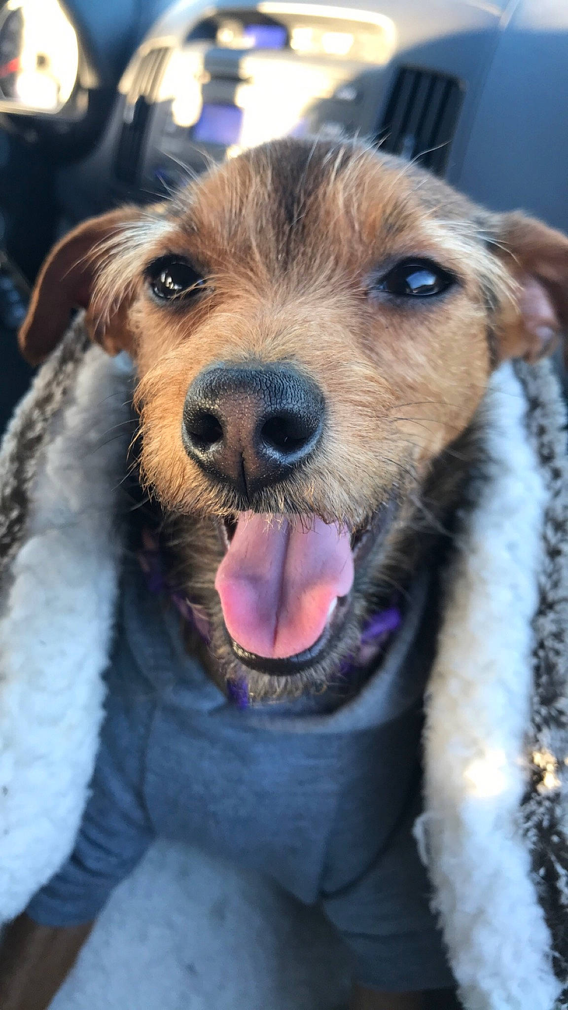 Mel joined the competition — help win amazing prizes! airedale_terrier, canidae, carnivore, companion_dog, dog, dog_breed, fox_terrier, mammal, nose, snout, sporting_group, terrier, vertebrate