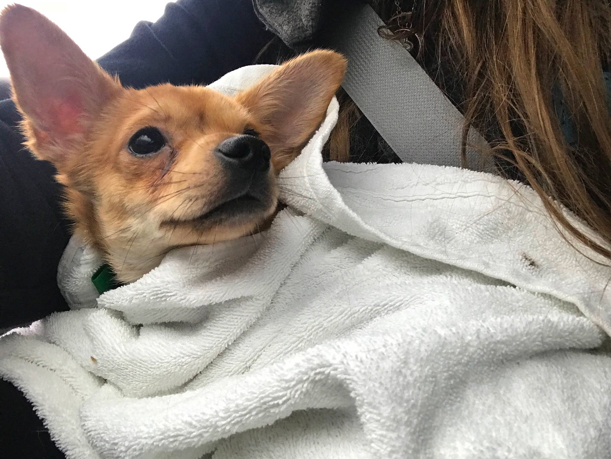 Milo is registered to the contest to win money with this photo: canidae, cardigan_welsh_corgi, carnivore, chihuahua, companion_dog, corgi_chihuahua, dog, dog_breed, dog_clothes, ear, fawn, fur, mammal, pembroke_welsh_corgi, puppy, puppy_love, snout, vertebrate, welsh_corgi, whiskers