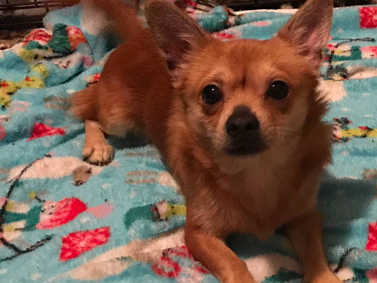 Milo is registered to the contest to win money with this photo: ancient_dog_breeds, canidae, carnivore, chihuahua, companion_dog, corgi_chihuahua, dog, dog_breed, fawn, mammal, non_sporting_group, norwich_terrier, pomeranian, puppy, russkiy_toy, snout, toy_dog, vertebrate, whiskers