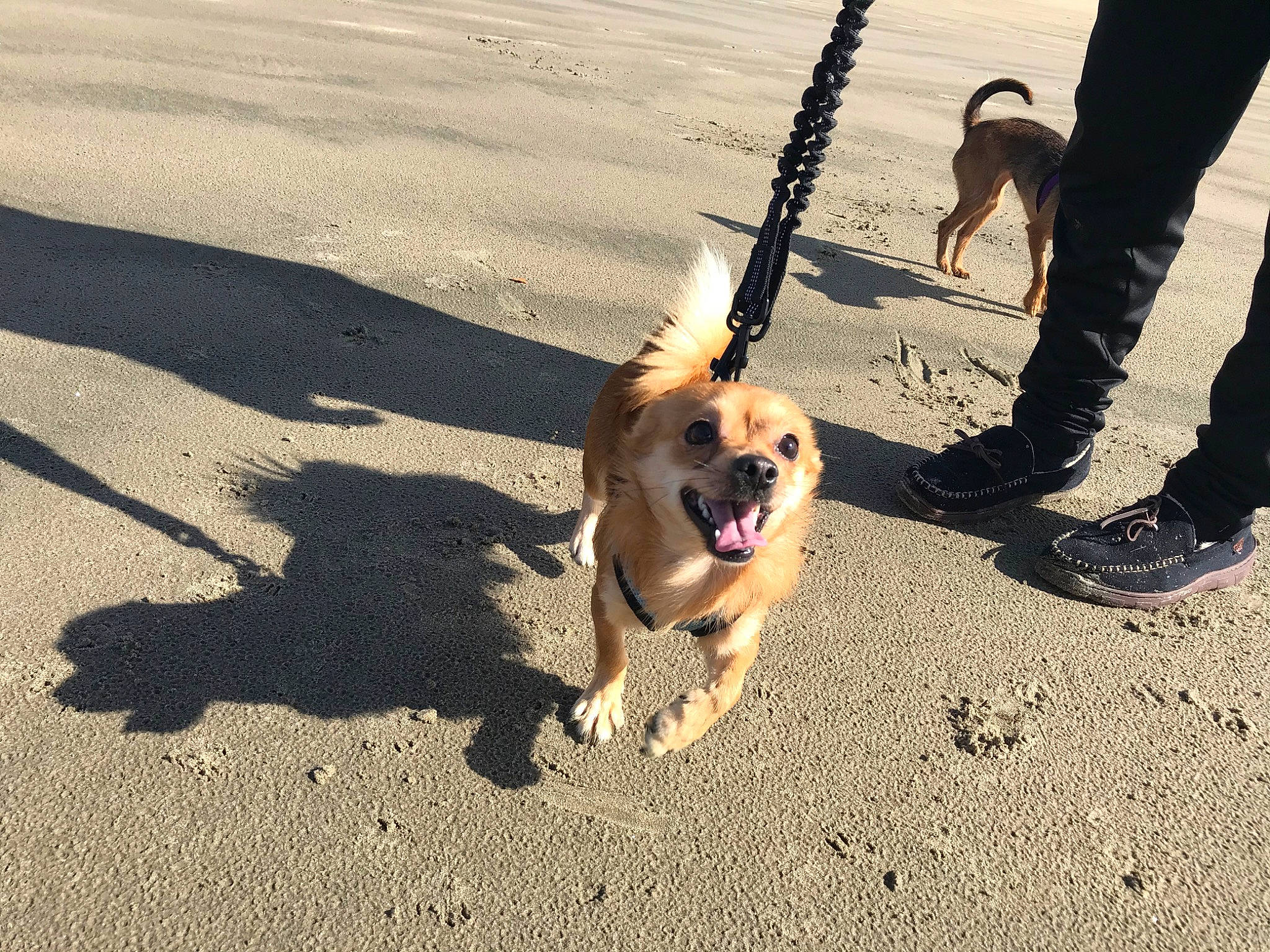 Milo is registered to the contest to win money with this photo: beach, canidae, carnivore, companion_dog, dog, dog_breed, dog_walking, fawn, leash, sporting_group, street_dog, vacation, working_dog