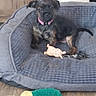 puppy, dog, pet_bed, toy, plush_toy, floor, wooden_floor, indoor, collar, brown_dog, black_dog, small_dog, cute, pet, animal, resting, cozy, home, furniture, young_dog