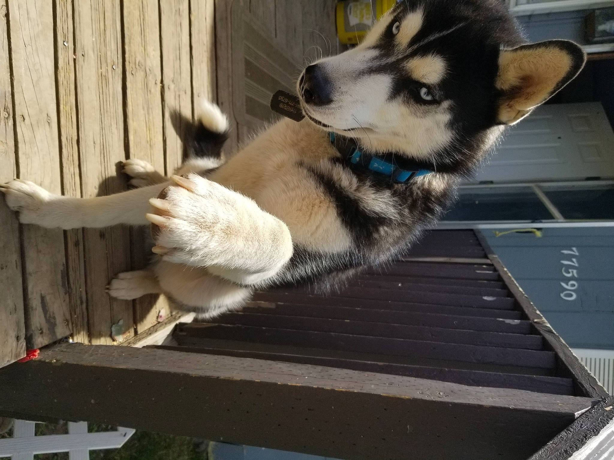 Hagrid joined the competition — help win amazing prizes! alaskan_klee_kai, alaskan_malamute, canidae, carnivore, dog, dog_breed, mammal, miniature_siberian_husky, native_american_indian_dog, northern_inuit_dog, sakhalin_husky, seppala_siberian_sleddog, siberian_husky, sled_dog, sporting_group, swedish_vallhund, tamaskan_dog, vertebrate, wolfdog, working_dog