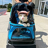 Bambi is registered to the contest to win money with this photo: cat, pet_stroller, pink_cap, outdoor, person, sidewalk, sunny, building, glass_door, pavement, greenery, daylight, hands, leisure, pet_accessory, animal, street, urban, casual_clothing, gen7pets
