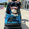 cat, pet_stroller, pink_cap, outdoor, person, sidewalk, sunny, building, glass_door, pavement, greenery, daylight, hands, leisure, pet_accessory, animal, street, urban, casual_clothing, gen7pets