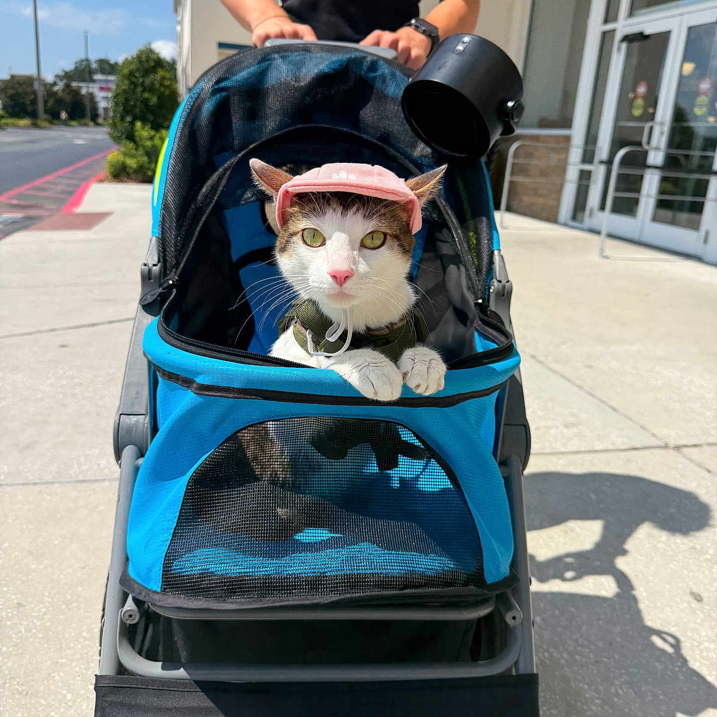 Bambi is registered to the contest to win money with this photo: cat, pet_stroller, pink_cap, outdoor, person, sidewalk, sunny, building, glass_door, pavement, greenery, daylight, hands, leisure, pet_accessory, animal, street, urban, casual_clothing, gen7pets