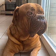 Rag a rejoint le concours — aidez-le/la à gagner de superbes lots ! brown_dog, canine, close_up, dog, domestic, floor, glass_door, indoor, kitchen, large_dog, looking_outside, paws, pet, quiet, resting, sitting, snout, tile_floor, window, wrinkled_face