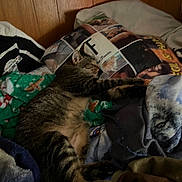 Ms. Monk.ms. Morris. is registered to the contest to win money with this photo: cat, tabby, sleeping, blanket, pillow, indoor, furniture, wood_paneling, cozy, resting, pet, animal, striped, fur, comfort, domestic, cute, relaxed, nap, bed