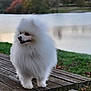 animal, autumn, bench, canine, dog, fall, fluffy, fur, grass, lake, nature, outdoor, park, pet, picnic_table, pomeranian, smiling, trees, water, white_dog