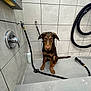 Nova joined the competition — help win amazing prizes! dog, wet_dog, brown_dog, grooming, bath_time, tiled_wall, tiled_floor, hose, shower, leash, paws, sad_eyes, shampoo_bottle, grooming_station, indoor, pet, puddle, bathroom, looking_up, sitting