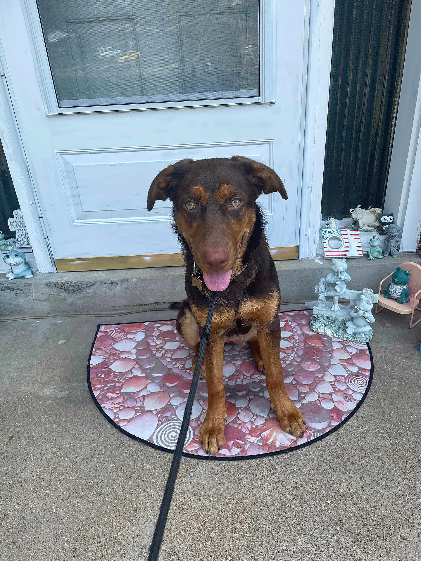 Nova joined the competition — help win amazing prizes! dog, brown_dog, pet, leash, doormat, porch, front_door, door, concrete, sitting, tongue_out, portrait, statue, figurine, decorative, eyes, nose, collar, mat_pattern, welcome_mat