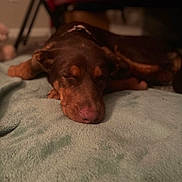 Nova is registered to the contest to win money with this photo: dog, sleeping_dog, pet, brown_dog, blanket, bed, indoor, cozy, resting, closed_eyes, muzzle, nose, collar, soft_texture, shallow_depth_of_field, blurred_background, floor, furniture, cute, relaxation
