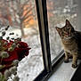 blurred_background, bokeh, bouquet, cat, cozy, feline, flower, glass, green_eyes, indoor, pet, portrait, rose, shallow_depth_of_field, sitting, snow_outside, whiskers, window, windowsill, winter