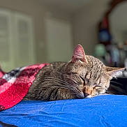 Ivy is registered to the contest to win money with this photo: bed, blanket, blue_sheet, blurred_background, cat, closeup, cozy, ears, fur, indoor, nap, nose, pet, portrait, red_blanket, relaxed, shallow_depth_of_field, sleeping, tabby_cat, whiskers