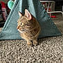 carpet, cat, cozy, curious, domestic_animal, fabric_tent, feline, green_eyes, household_item, indoor, living_room, paws, pet, profile, resting, soft_texture, tabby, toy_ball, triangle, whiskers