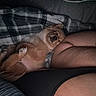 Brodie Smith is registered to the contest to win money with this photo: dog, sleeping, blanket, plaid, cozy, fur, resting, arm, torso, indoor, comfort, pet, snuggling, relaxation, dark, soft, cute, animal, companion, warm