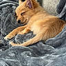 Brodie Smith is registered to the contest to win money with this photo: dog, sleeping, blanket, couch, cozy, fur, pet, resting, indoors, relaxation, soft, small_dog, cute, nap, animal, domestic_animal, furry, comfort, canine, home