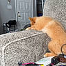 cat, orange_cat, sleeping, couch, armrest, living_room, door, remote_control, cables, pouch, indoor, furniture, gray_couch, household_items, relaxing, pet, fur, cozy, clutter, domestic