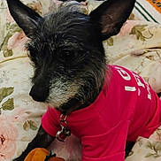 Rocxie Rivhen joined the competition — help win amazing prizes! animal, bell, blanket, closeup, collar, cozy, cute, dog, ears, face, floral_pattern, fur, indoors, nostalgia, pet, pink_shirt, plush_toy, sitting, small_dog, toy