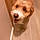 Shilo