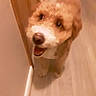 animal, beige, brown, canine, companion, curly_fur, cute, dog, domestic, floor, flooring, friendly, furry, hallway, happy, house, indoor, looking_up, pet, wall